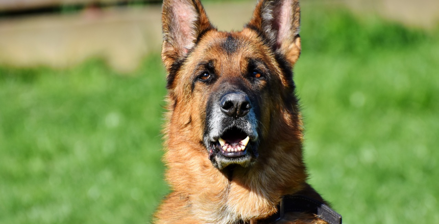 the10bestdog-1